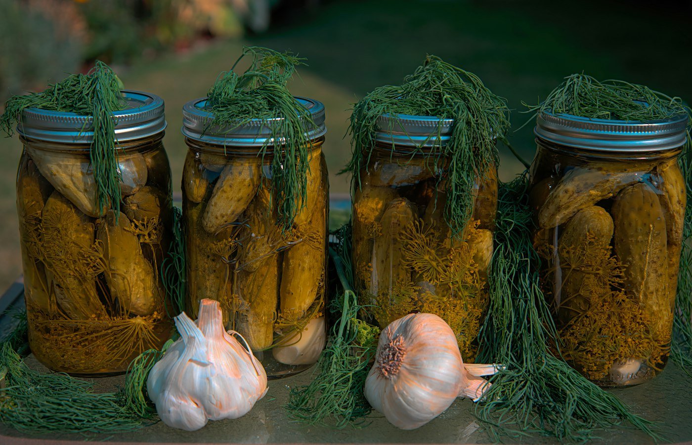 Glass jars of pickled cucumbers with dill and garlic